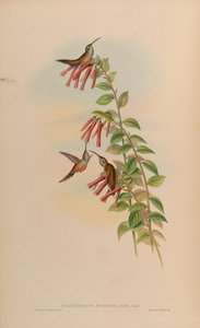 Phaethornis striigularis de John Gould